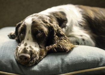 Five Benefits of Buying a Bed for Your Dog