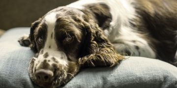 Five Benefits of Buying a Bed for Your Dog