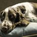 Five Benefits of Buying a Bed for Your Dog