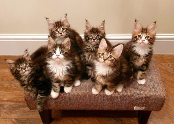 Reasons To Get A Maine Coon