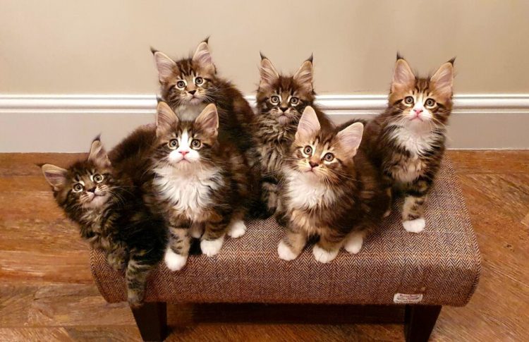 Reasons To Get A Maine Coon