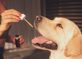 The Various Benefits of CBD for Pets