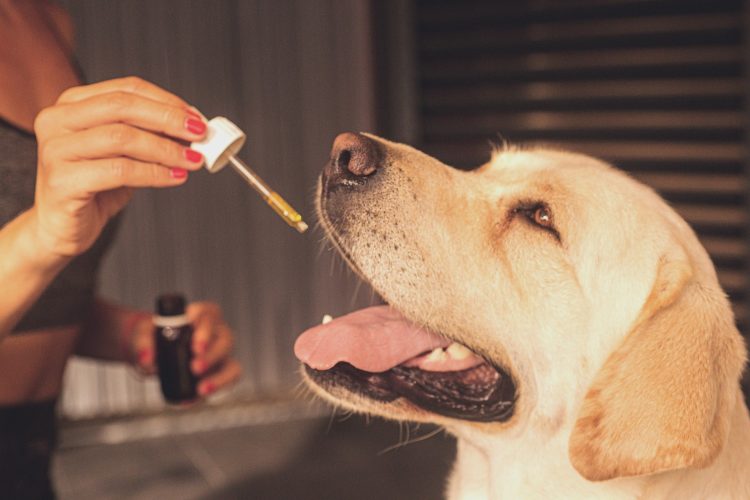 The Various Benefits of CBD for Pets