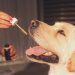 The Various Benefits of CBD for Pets