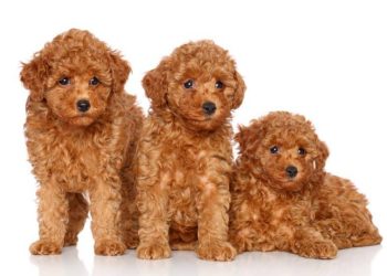 The Pros & Cons Of Bringing A Toy Poodle In To Your Family