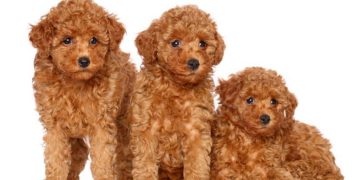 The Pros & Cons Of Bringing A Toy Poodle In To Your Family