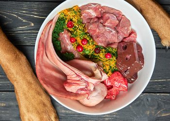 The Advantages of Raw Dog Food: Better Digestion, Improved Immune System, and More