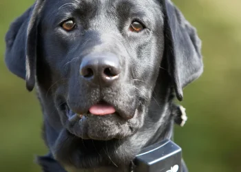Electronic Dog Collar Training Pros and Cons Explained