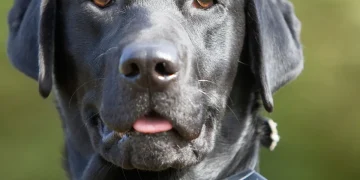 Electronic Dog Collar Training Pros and Cons Explained