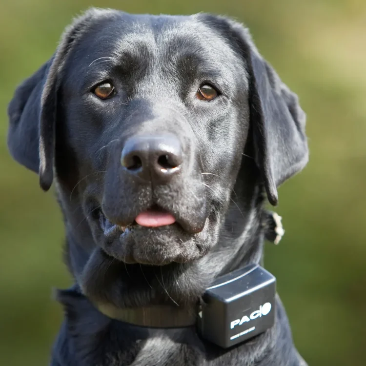 Electronic Dog Collar Training Pros and Cons Explained