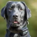 Electronic Dog Collar Training Pros and Cons Explained