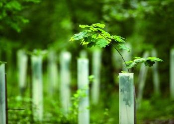 What Is Business Carbon Offsetting?
