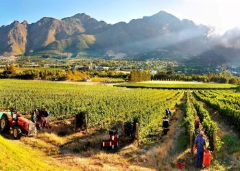 Beyond the Vineyards: Exploring the Hidden Gems During Cape Town Wine Tours