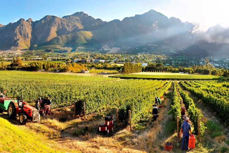 Beyond the Vineyards: Exploring the Hidden Gems During Cape Town Wine Tours
