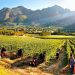Beyond the Vineyards: Exploring the Hidden Gems During Cape Town Wine Tours