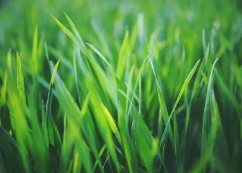 Mastering the Art of Grass Selection for a Vibrant, Healthy Garden