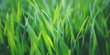 Mastering the Art of Grass Selection for a Vibrant, Healthy Garden