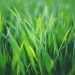 Mastering the Art of Grass Selection for a Vibrant, Healthy Garden