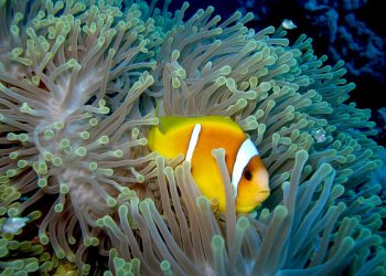 Discover the Mesmerizing Underwater World of Scuba Hurghada: Your Ultimate Guide to Exploring Egypt’s Red Sea Treasures