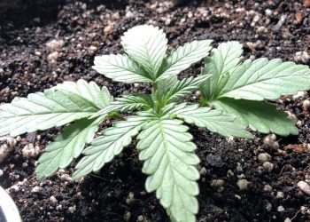 From Seed to Bliss: Exploring the Legendary Girl Scout Cookies