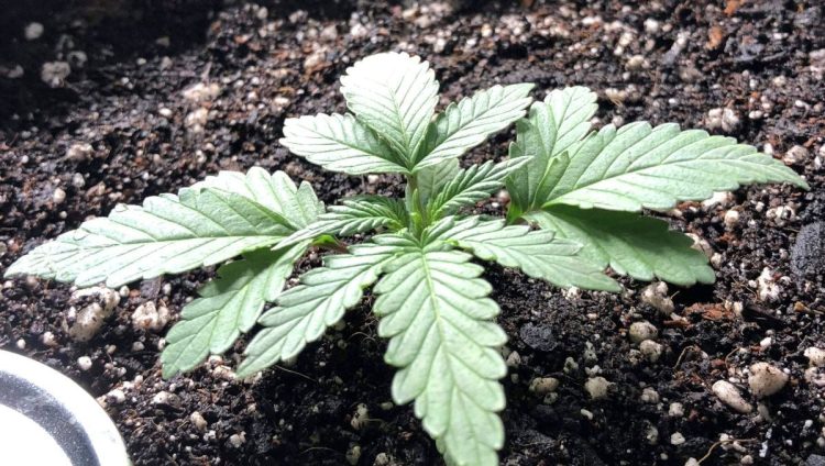 From Seed to Bliss: Exploring the Legendary Girl Scout Cookies