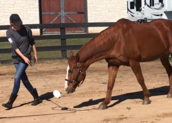 Understanding the Delicate Relationship Between Horse and Handler