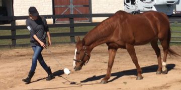 Understanding the Delicate Relationship Between Horse and Handler