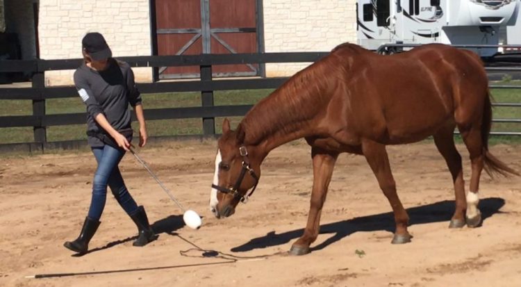 Understanding the Delicate Relationship Between Horse and Handler