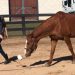 Understanding the Delicate Relationship Between Horse and Handler