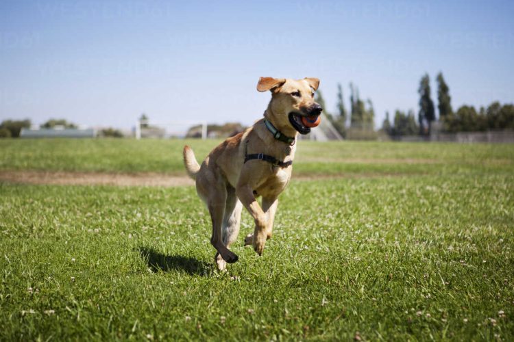 Unleashing the Benefits: Why Run Free Dog Fields are a Game-Changer for Canine Well-Being