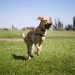 Unleashing the Benefits: Why Run Free Dog Fields are a Game-Changer for Canine Well-Being