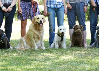 Navigating the World of Dog Training in Bournemouth: Choosing the Right Method for Your Dog