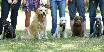 Navigating the World of Dog Training in Bournemouth: Choosing the Right Method for Your Dog