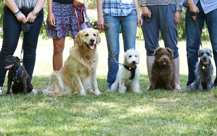 Navigating the World of Dog Training in Bournemouth: Choosing the Right Method for Your Dog