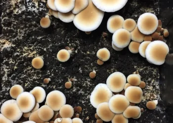 Revolutionizing Plant Nutrition: The Impact of Liquid Culture in the UK