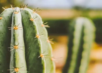 A Gardener’s Guide to Propagating San Pedro Cactus in the UK