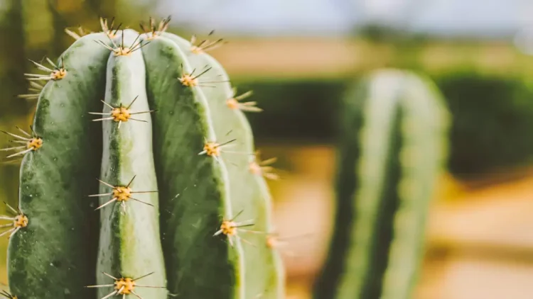 A Gardener’s Guide to Propagating San Pedro Cactus in the UK