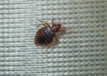 The Road to Recovery: Preparing for and Supporting Professional Bed Bug Treatment