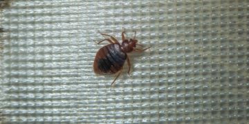 The Road to Recovery: Preparing for and Supporting Professional Bed Bug Treatment