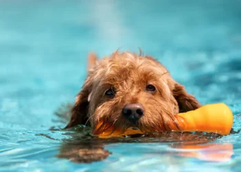 Exploring the Therapeutic Effects of Hydrotherapy for Dogs