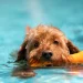 Exploring the Therapeutic Effects of Hydrotherapy for Dogs