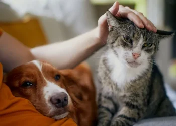 A Comprehensive Guide to Pet Cremations in Glasgow