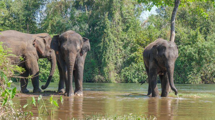 Wellness and Relaxation: Why Thailand Holidays All Inclusive Are in High Demand