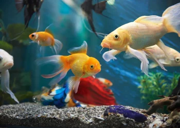 Live Aquarium Fish UK Delivery: A Comprehensive Guide