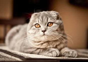 Exploring Senvelgo as a Treatment Option for Feline Diabetes