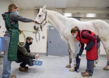 Your Horse’s Health Partner: Unlocking the Expertise of an Equine Vet Near Tiverton