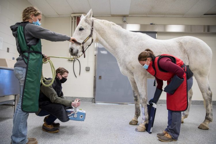Your Horse’s Health Partner: Unlocking the Expertise of an Equine Vet Near Tiverton