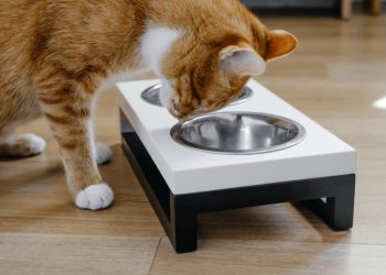 The Importance of Choosing Raised Bowls for Cats for a Healthy Lifestyle