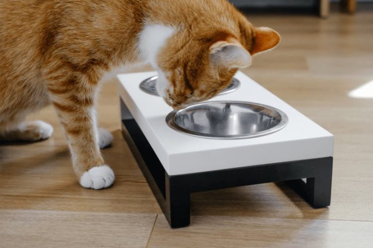 The Importance of Choosing Raised Bowls for Cats for a Healthy Lifestyle