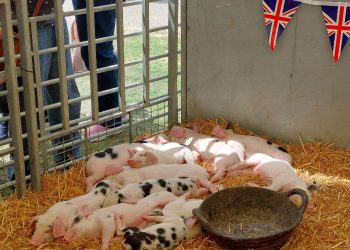 The Heart of the Countryside: Exploring the Significance of UK Country Shows